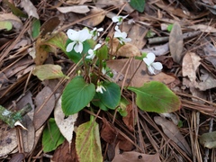 Viola primulifolia