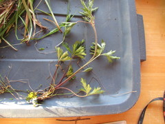 Anemone cylindrica