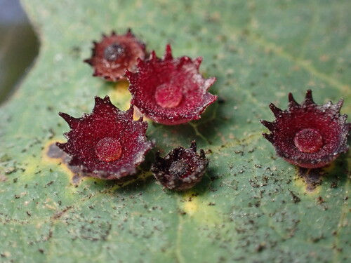 Saucer Gall Wasp photo 3