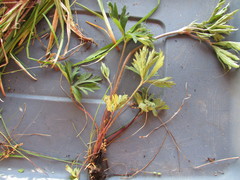 Anemone cylindrica
