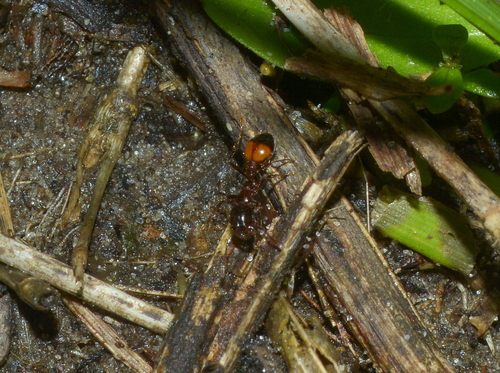 Black Imported Fire Ant