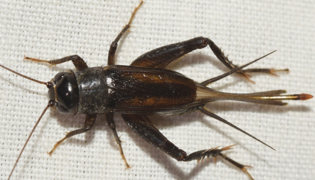Cicada Cricket