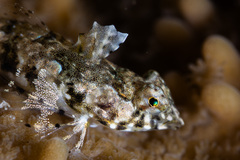 Rosy Dragonet photo 2