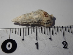 Cerithium eburneum