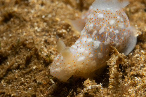 Gymnodoris okinawae, 2023-08-19