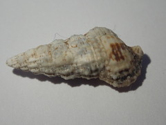 Cerithium eburneum