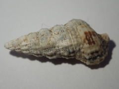 Cerithium eburneum