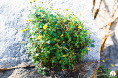 Perityle leptoglossa