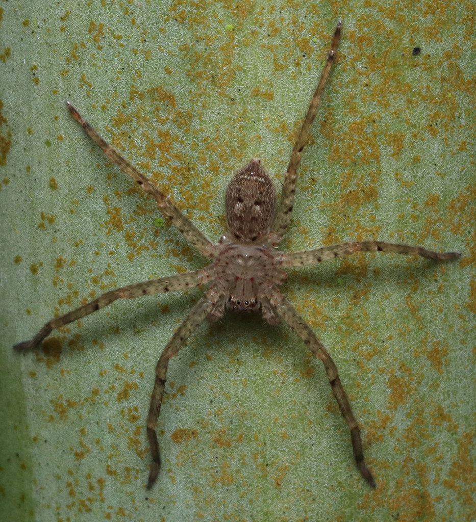 Giant Huntsman Spiders in August 2023 by juliegraham173 · iNaturalist