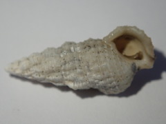 Cerithium eburneum