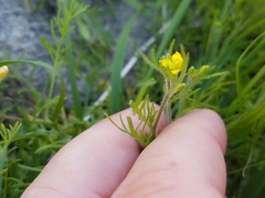 Tropidocarpum gracile