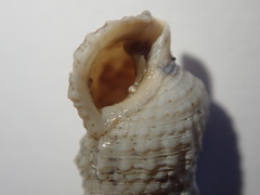 Cerithium eburneum