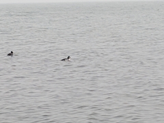Bucephala
