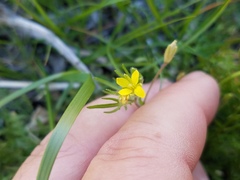 Tropidocarpum gracile