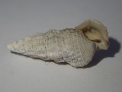 Cerithium eburneum
