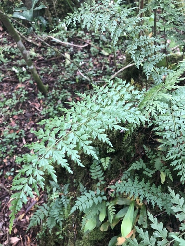 African Spleenwort