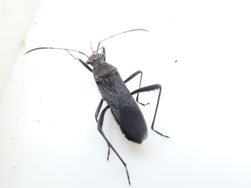 Ant bug photo 3