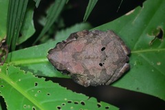 Rhinella margaritifera