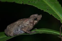 Rhinella margaritifera