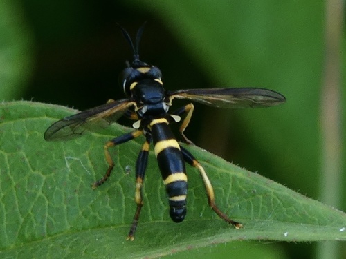 Conops ceriaeformis