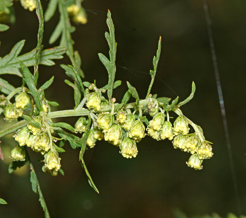 Gmelin's Wormwood
