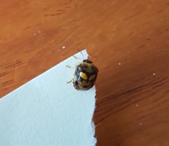 Aspideurus flavescens