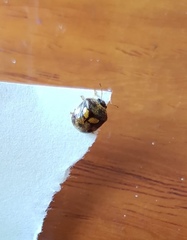 Aspideurus flavescens