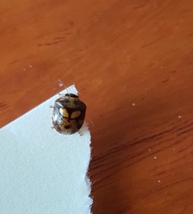 Aspideurus flavescens