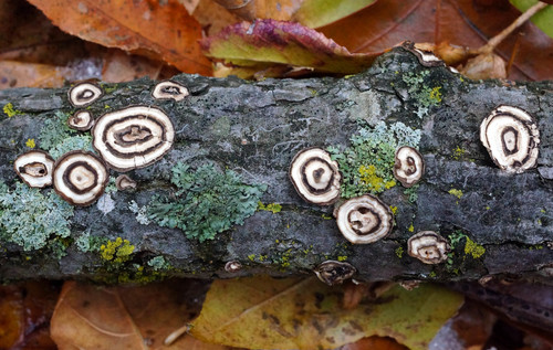 little nest polypore