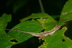 Anolis trachyderma