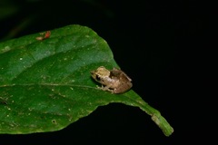 Pristimantis ockendeni