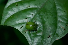 Platyphora albovirens