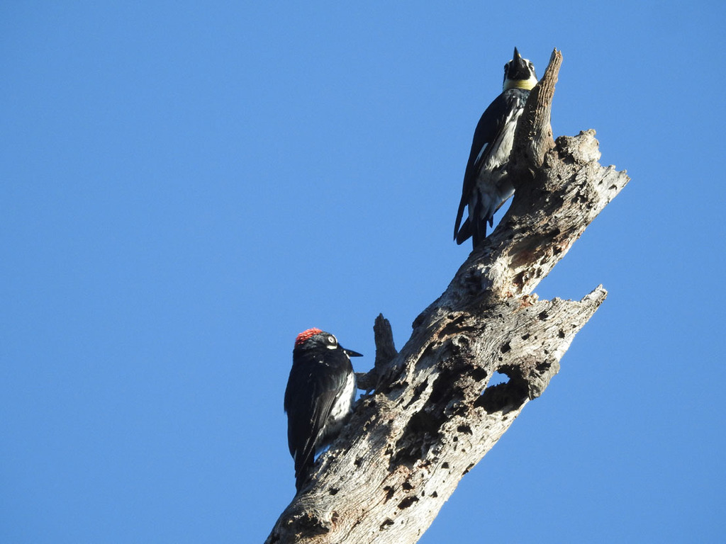 Acorn Woodpecker From Echo Park Los Angeles CA USA On August 23 acorn-woodpecker-from-echo-park-los-angeles-ca-usa-on-august-23