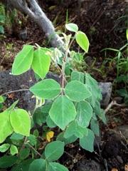 Desmodium intortum