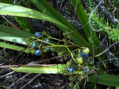 Dianella sandwicensis