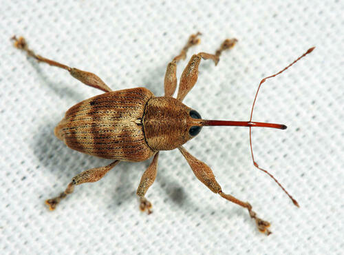 Curculio nasicus · iNaturalist