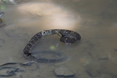 Bothrops atrox