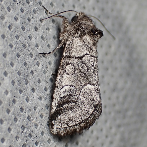 Oxycnemis advena photo 5