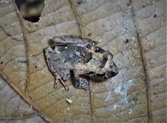 Pristimantis ockendeni