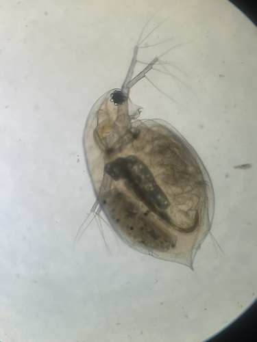 Daphnia obtusa