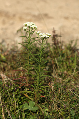 Achillea ptarmicoides