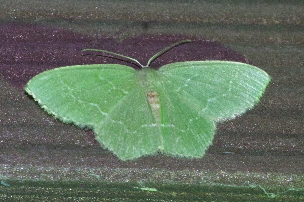 Hemithea stictochila