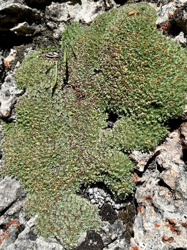 Kelseya uniflora, photograph 2