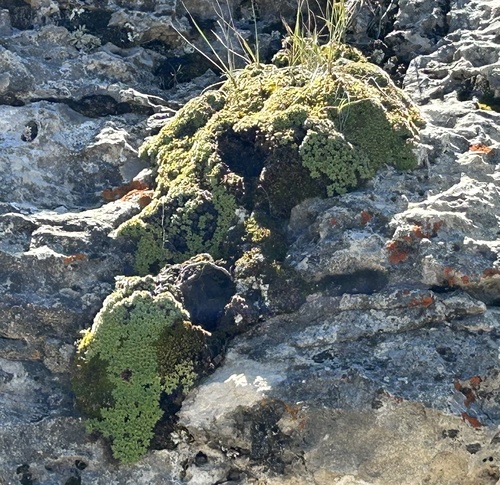 Kelseya uniflora, photograph 3