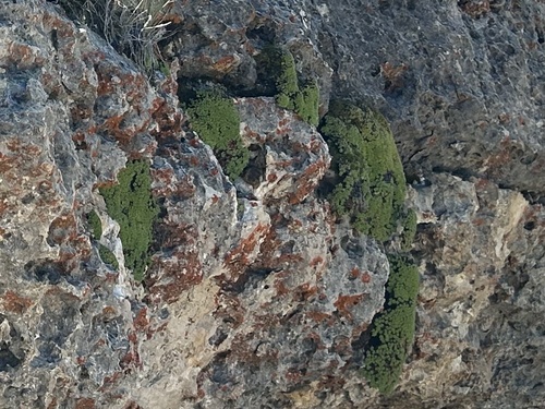 Kelseya uniflora, photograph 4
