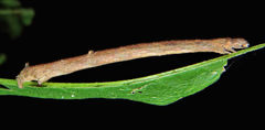 Eutrapela clemataria