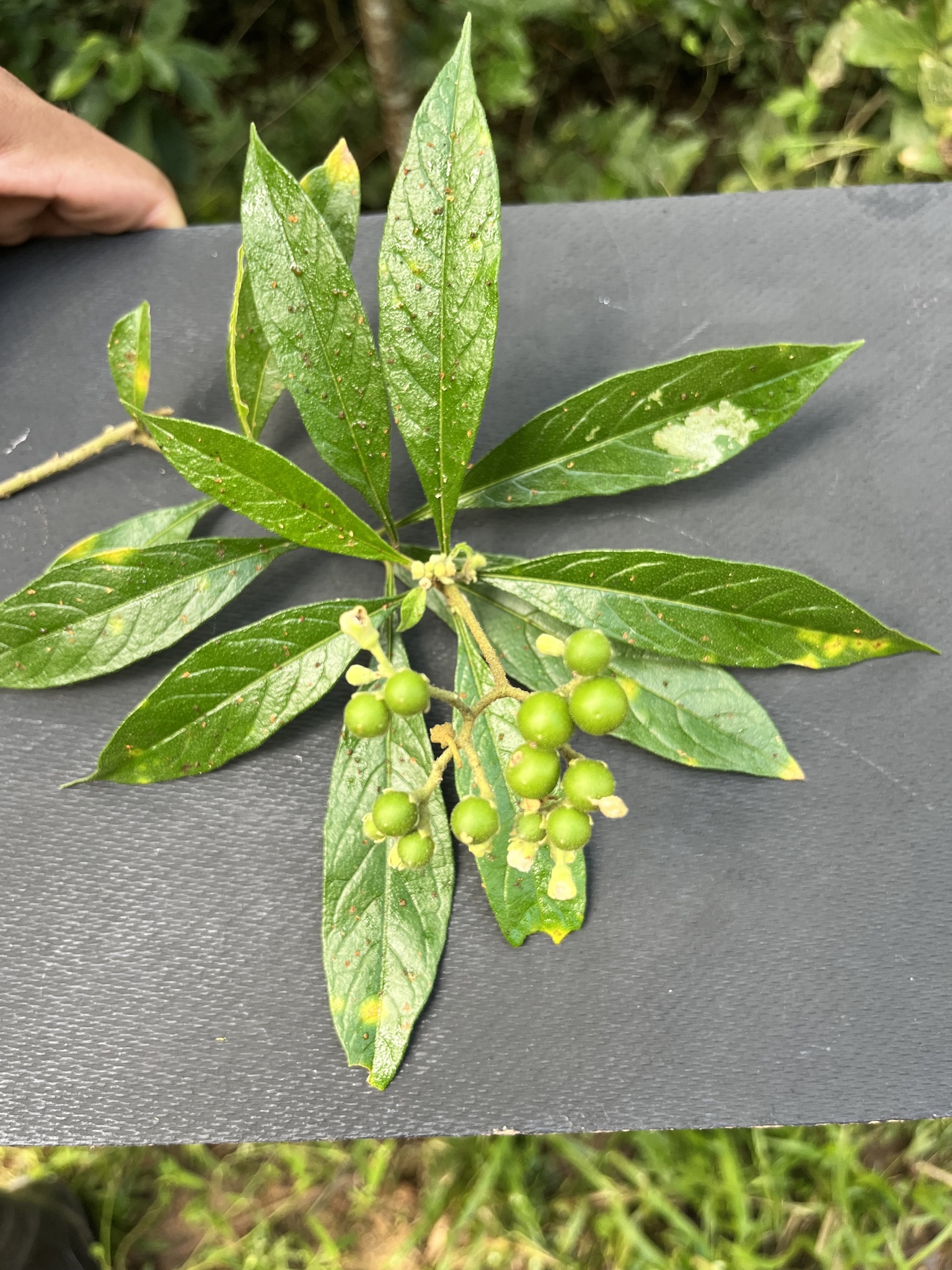 Solanum asperum