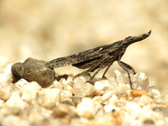 Amycle tumacacoriae