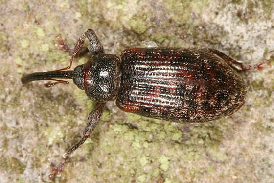 Dorytomus parvicollis