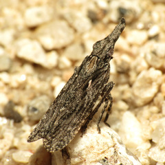 Amycle tumacacoriae